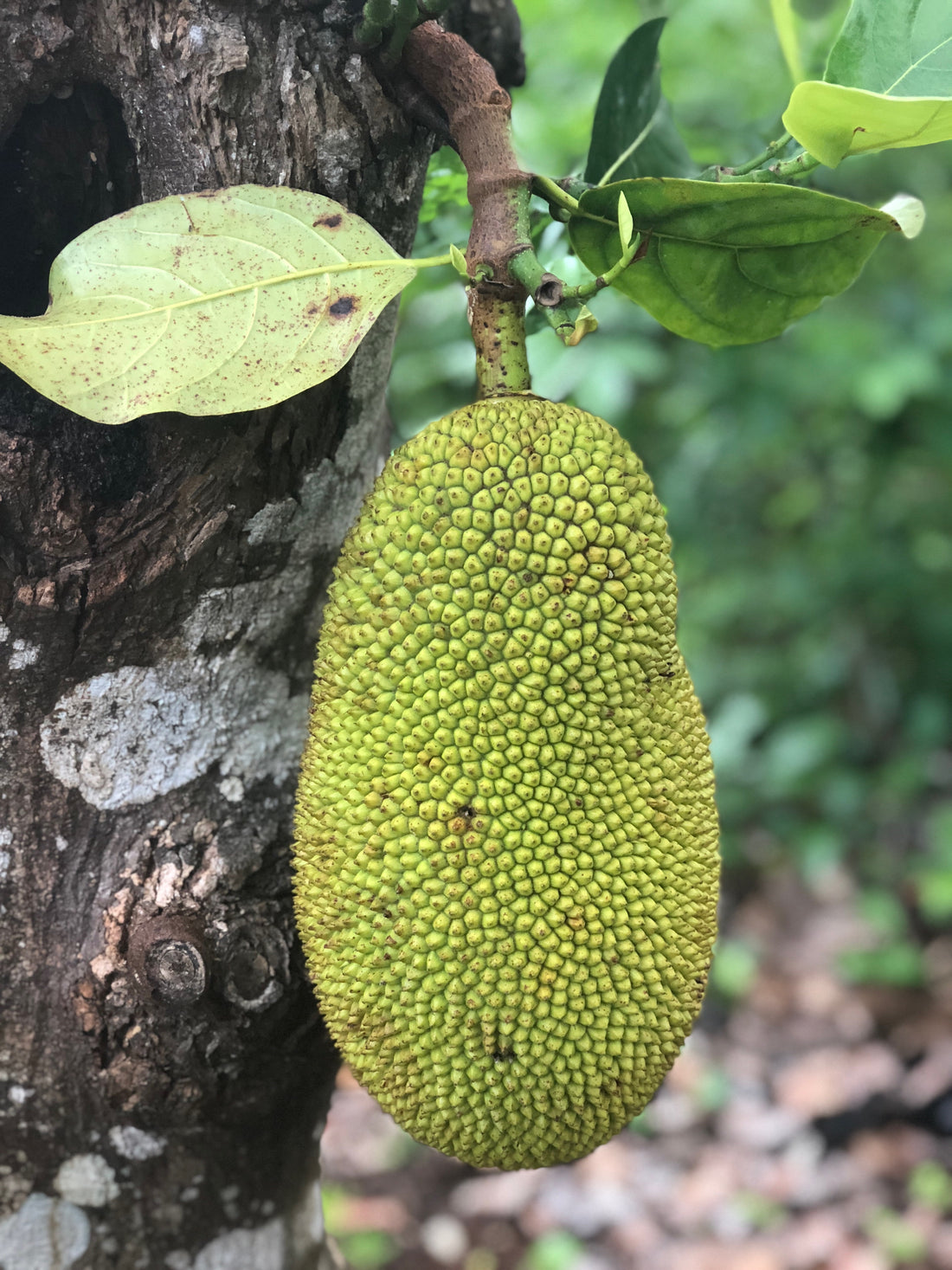 Qué es la yaca y cómo aprovecharla al máximo? – JackFruit Mexico