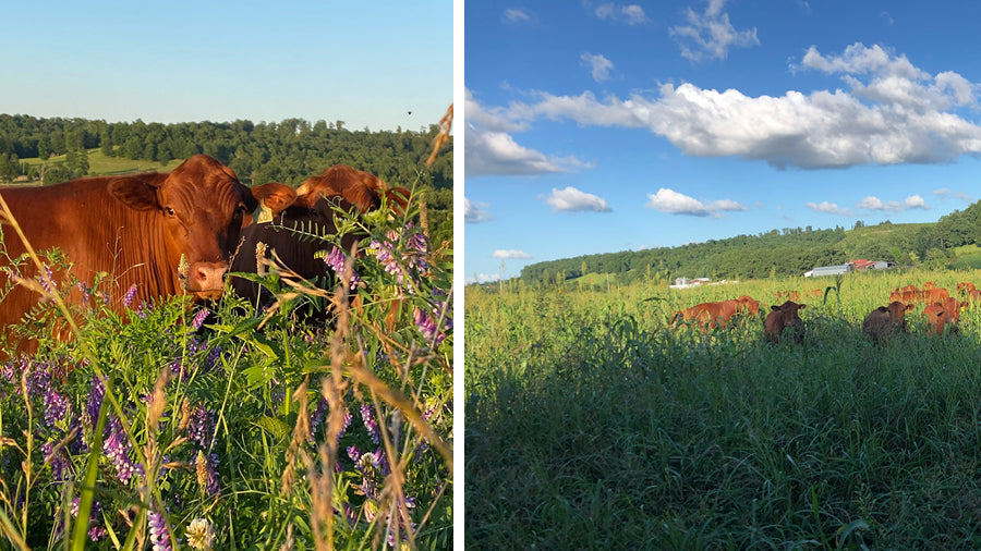 Cattle and regenerative farming at Falling Sky Farms, Grass Root's Farmer's Co-op