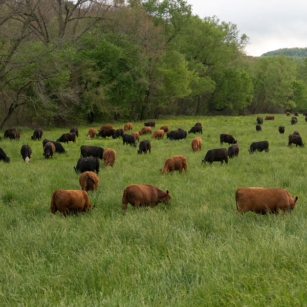 Pastured-raised Cattle 