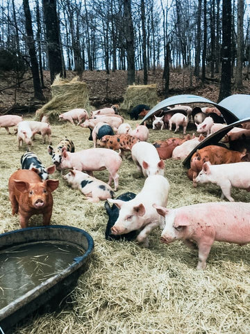 A group of pigs frolicking in a pasture with pig huts nearby