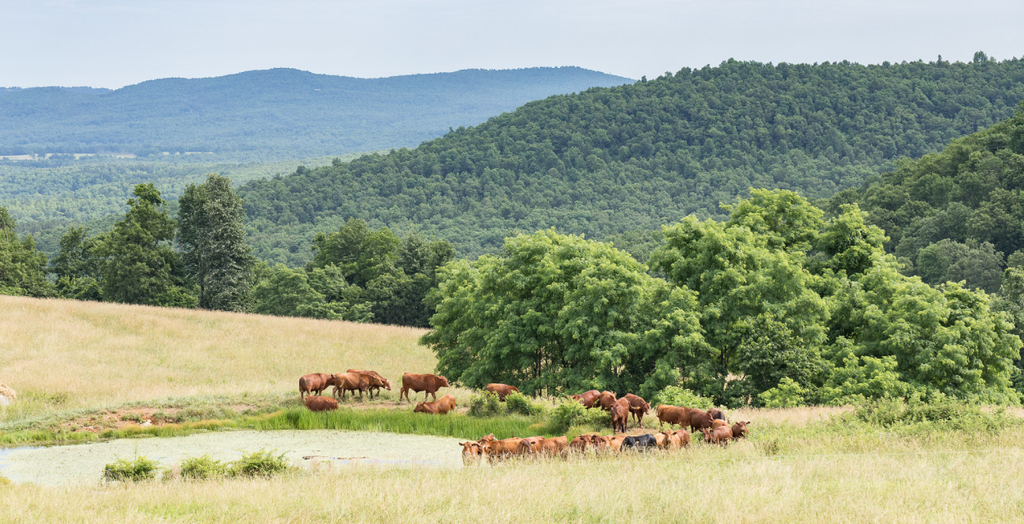 Sustainable Beef Grass Fed