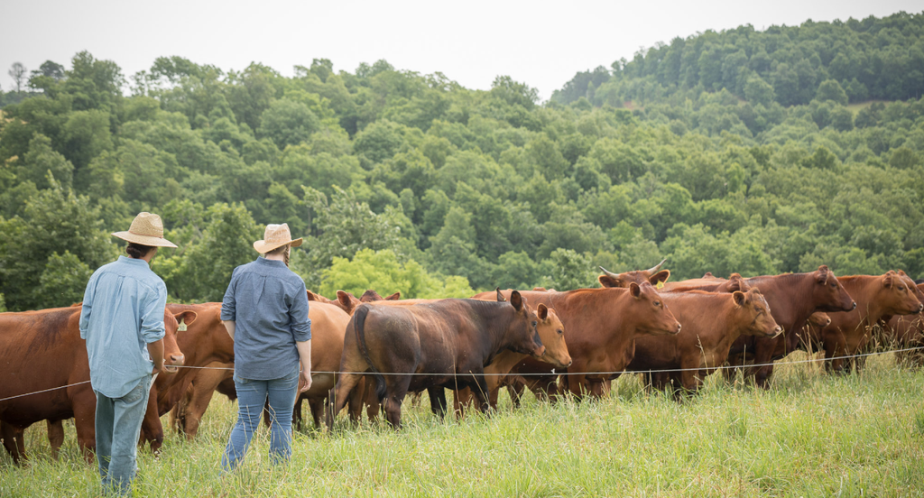 Sustainable Beef Farming