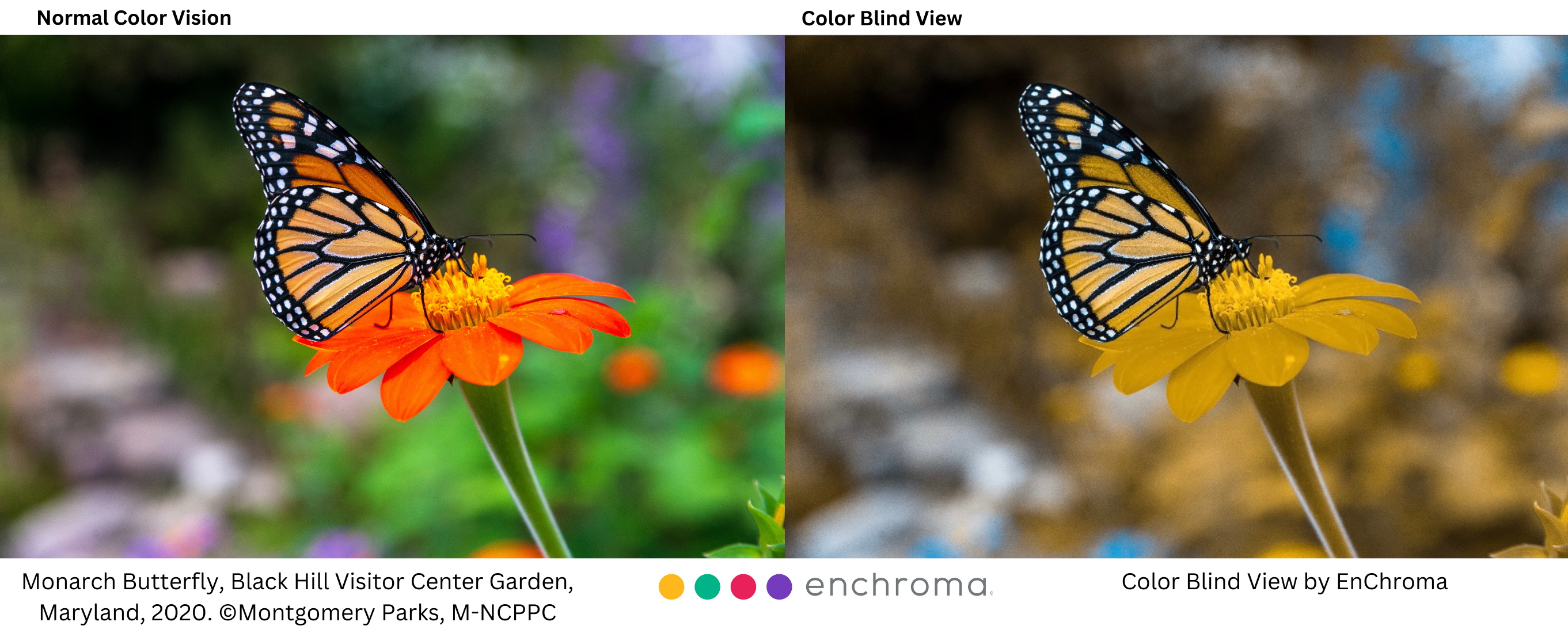 Monarch Butterfly Black Hill Visitor Center Garden