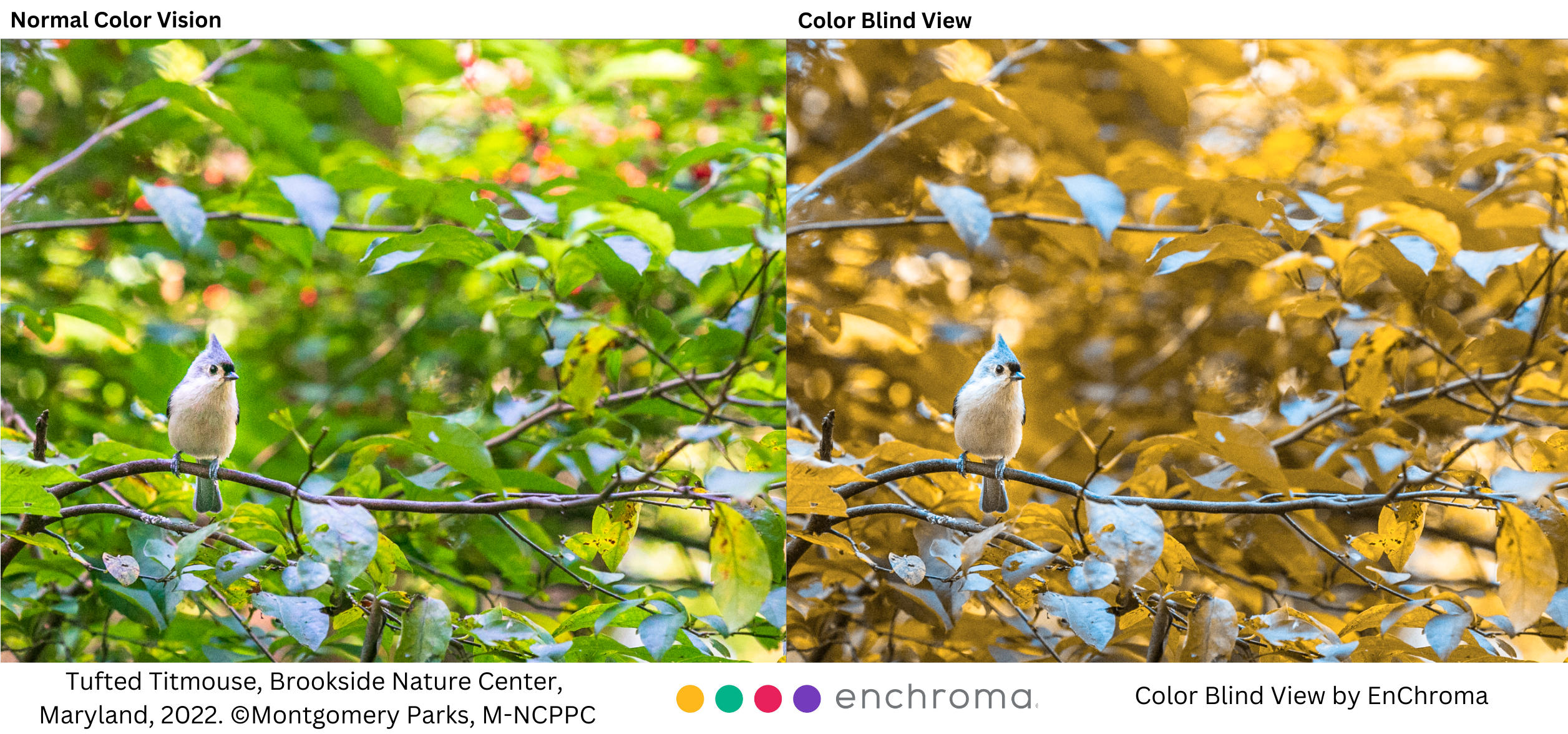 Tufted Titmouse, Brookside Nature Center, Maryland, USA