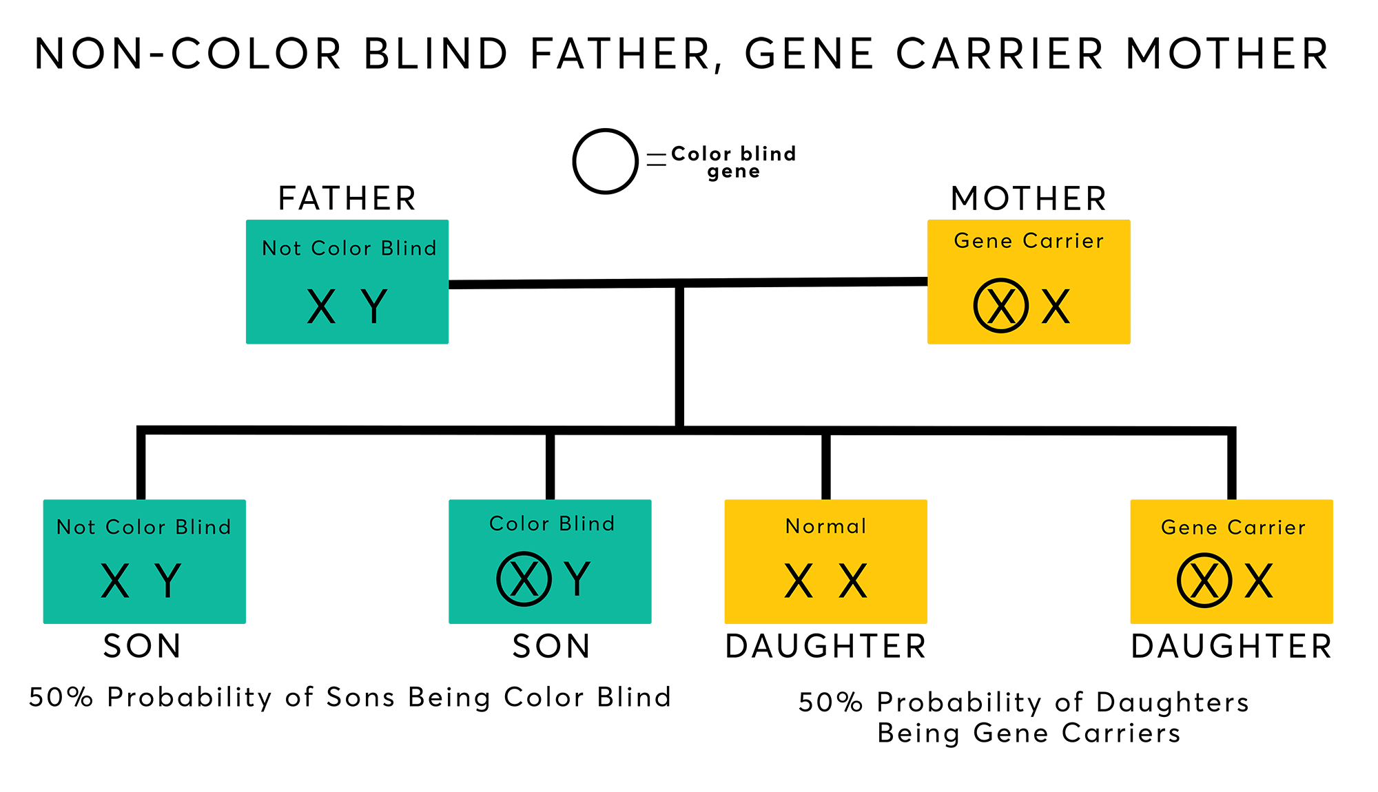 What is sex linked trait - Real Naked Girls