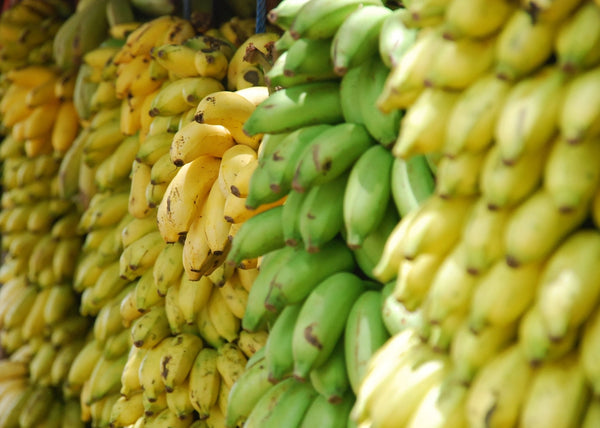 ripe and unripe bananas