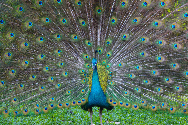 peacock with a large plume