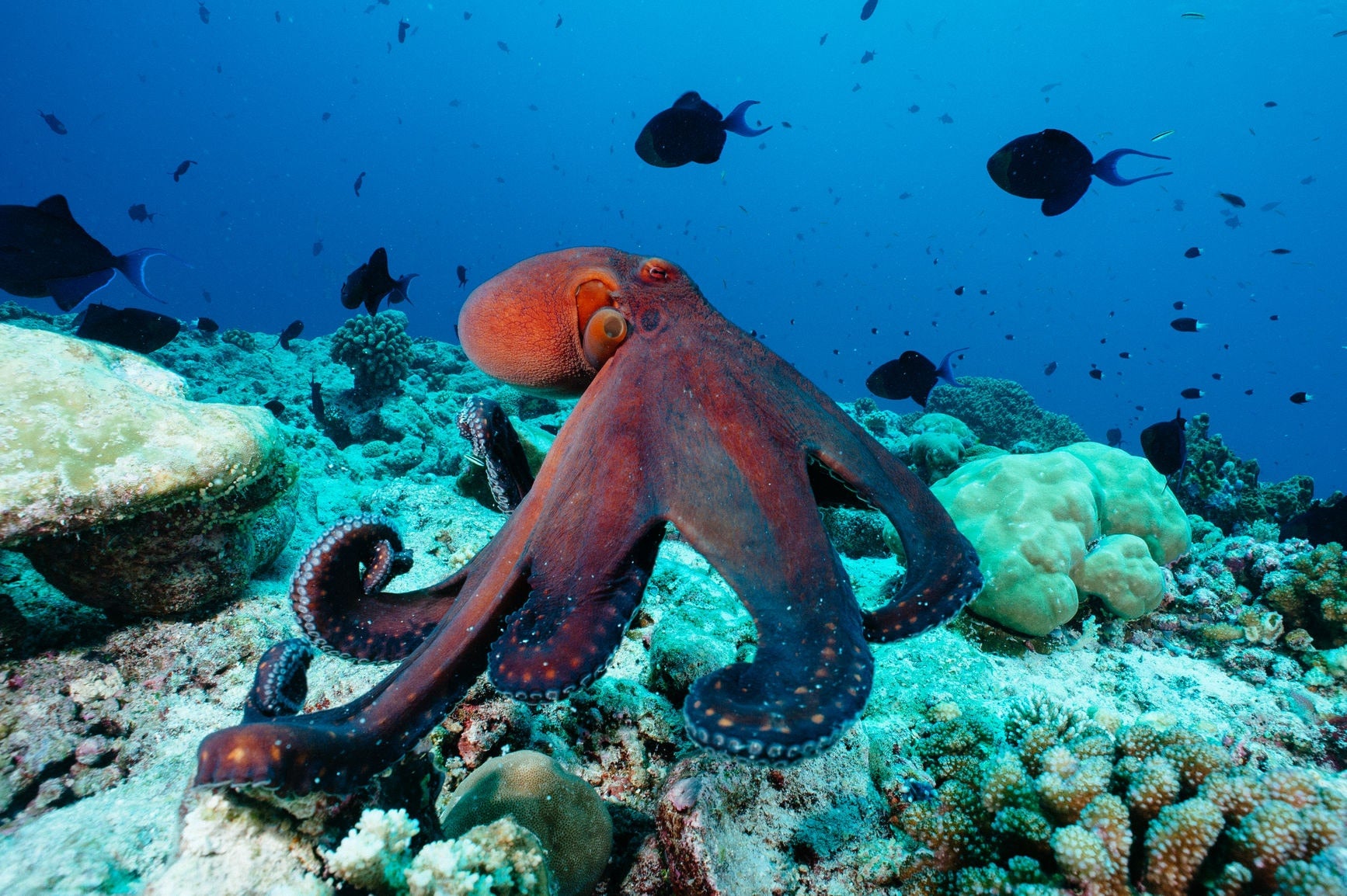 Octopus