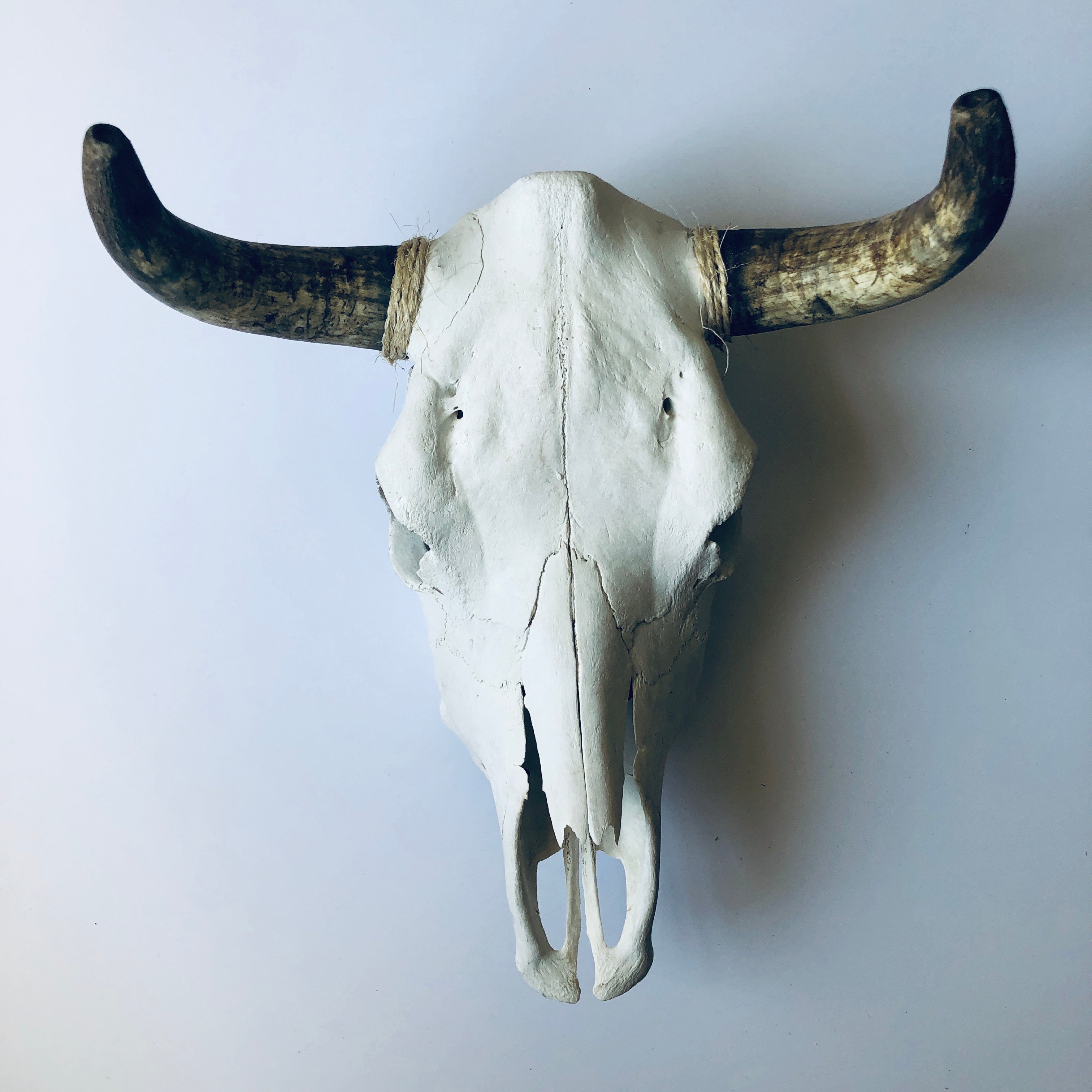 Genuine Taxidermy Cow Skull – MackenzieBryant&Co