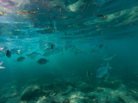 Snorkel en Roatán