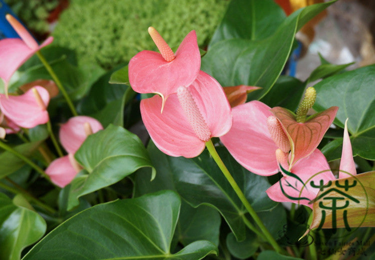 anthurium cultivation in sinhala