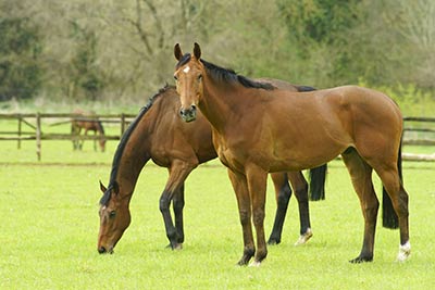 two horses in a paddock