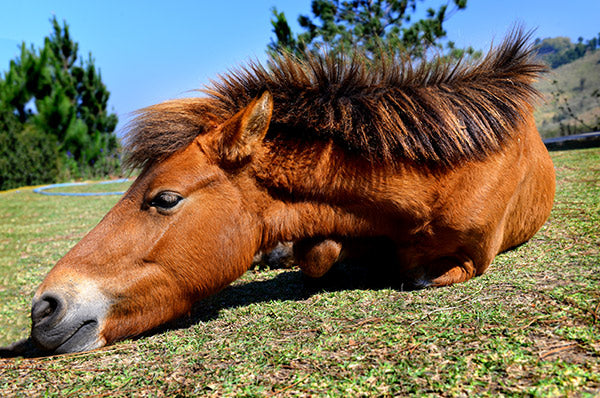 tired horse