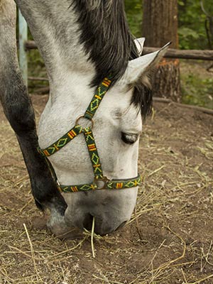 horse eating dirt