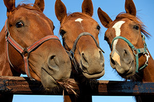 horses eating grass