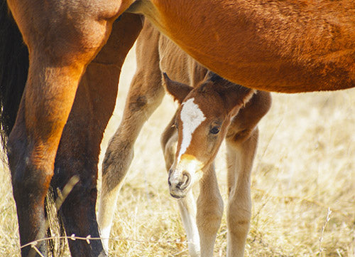 foal standind beside mare