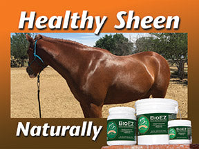 horse with a healthy sheen