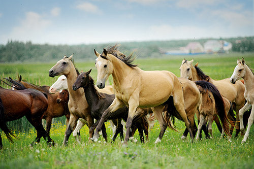 horses in a herd