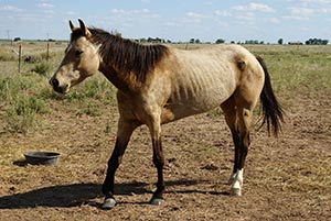 older horse