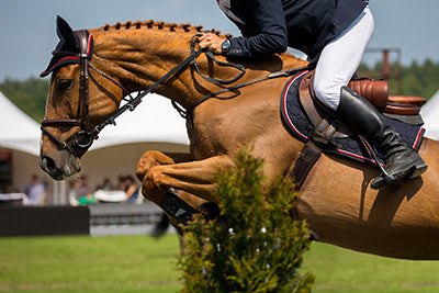 horse jumping over hurdle