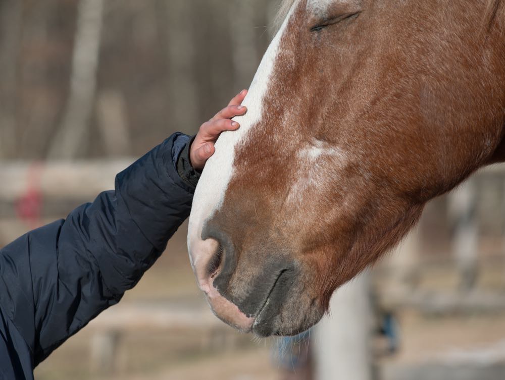 horses