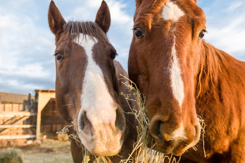 horses eating hay