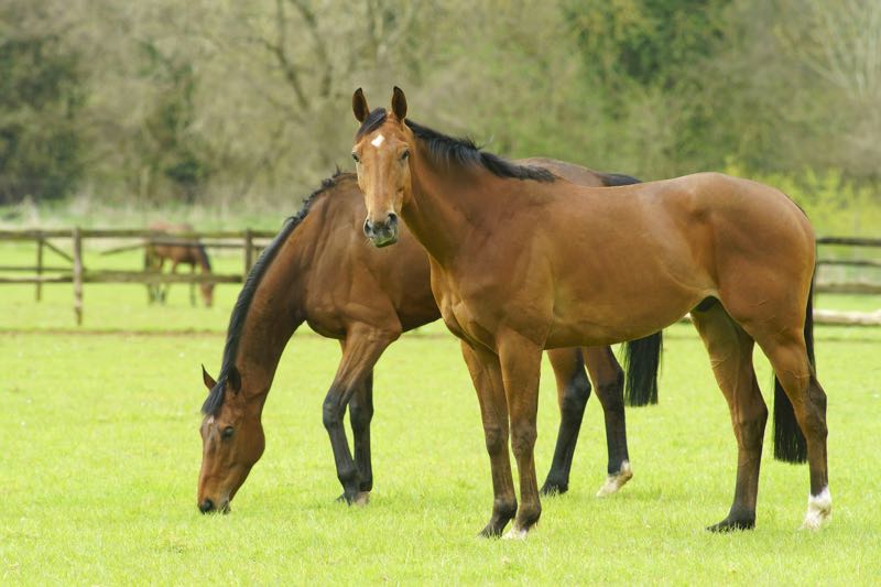 horses in pasture