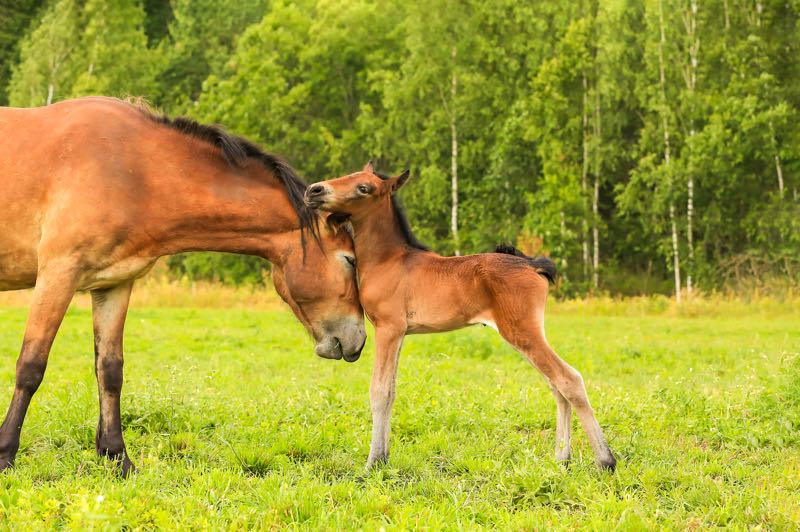 Mare/Foal