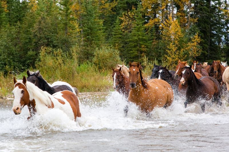 horses running in river