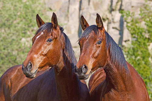 twin horses