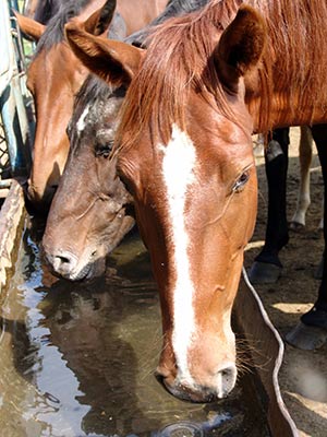 horses drinking water