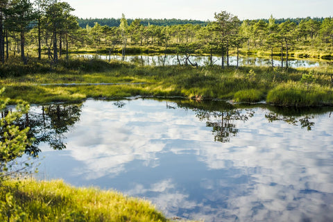 Marshes and Wetlands for Hunting: Which Camo Is Best?