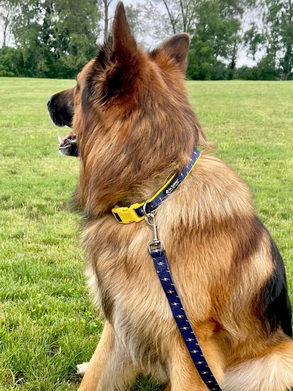 Flash Lightning Navy Blue & Yellow Fashion Dog Collar