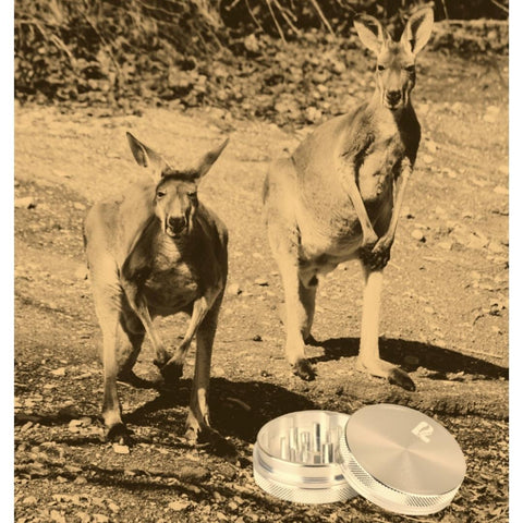 Vintage Photo of Two Brilliant Kangaroos Inventing The Herb Grinder