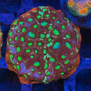 War Coral Favia - ReeferMo LLC