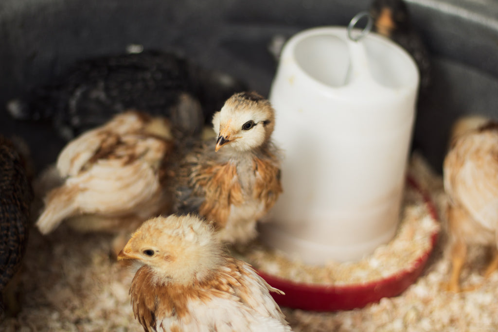 week old chicks photo