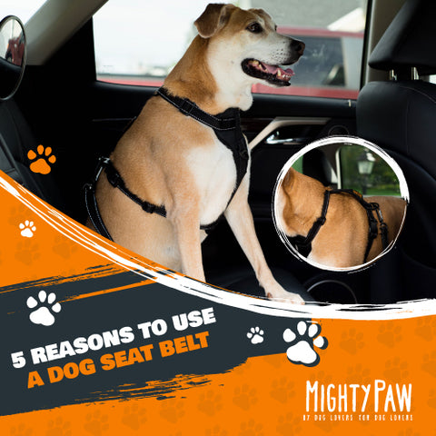 5 Reasons to Use a Dog Safety Belt