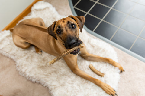 Tan dog on white rug looking up at camera with Mighty Paw Elk Antler in mouth.