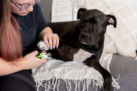 Woman tries to cut the nails of her black dog with Mighty Paw Nail Clippers.