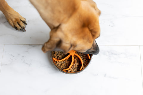 Tan dog eats kibble out of dog dish with Mighty Paw slow feeder.