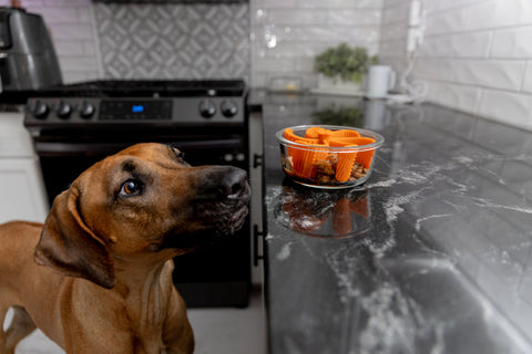 Tan dog looks at clear dog dish with Mighty Paw Slow Feeder on kitchen counter.