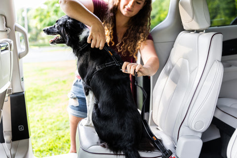 Woman buckling black dog in car using Mighty Paw Safety Belt and Vehicle Harness.