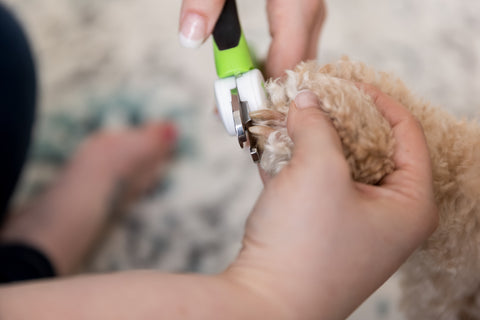 Close up of dog's nails and Mighty Paw Nail Clippers.