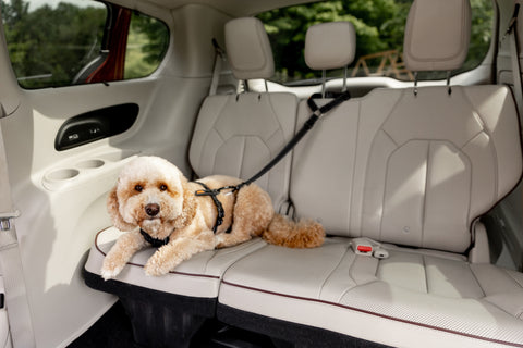Tan doodle dog buckled in the backseat of a car using the Mighty Paw Safety Belt.