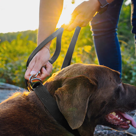 Chocolate lab getting Mighty Paw leather leash put on while outside at sunset.