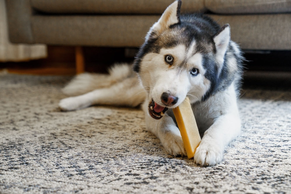 Pup enjoying a yak chew