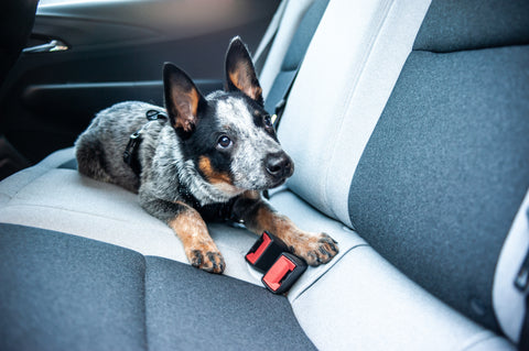 Heeler puppy lays down in backseat of car wearing Mighty Paw Vehicle Harness.