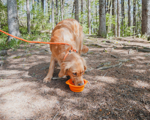 Golden outside drinking water out of Mighty Paw orange Collapsible Bowl.