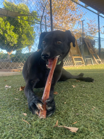 Black dog chews on Mighty Paw Bully Stick in grass outside.