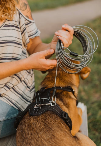 Attaching the Mighty Paw Tie-Out Cable Leash to a dog's harness
